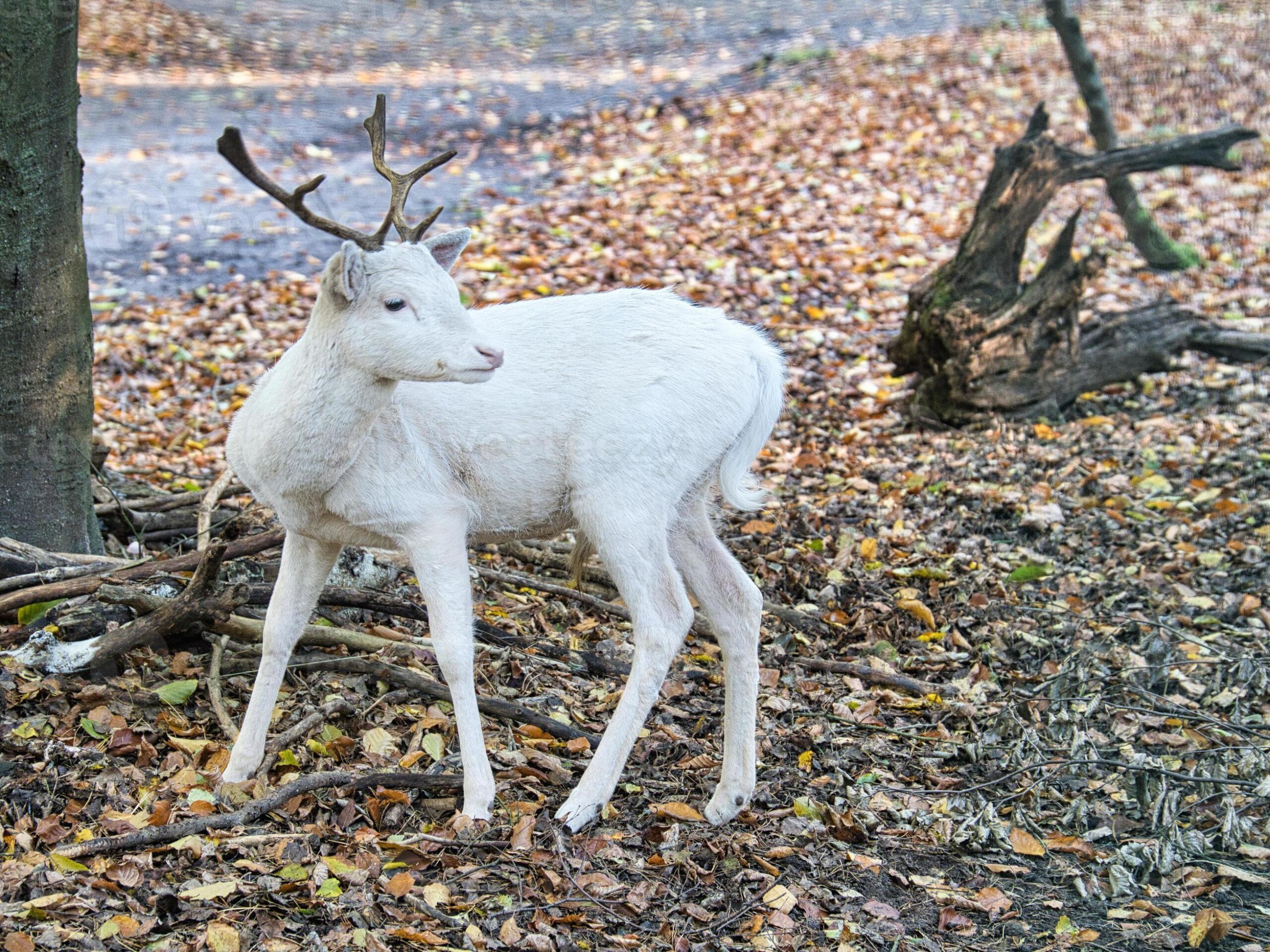 5 Animais Mais Raros Do Mundo, Mais Raro Do Que Você Imagina