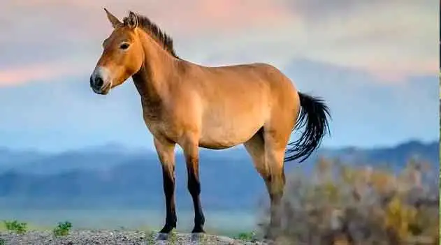 Cavalo de Przewalski.